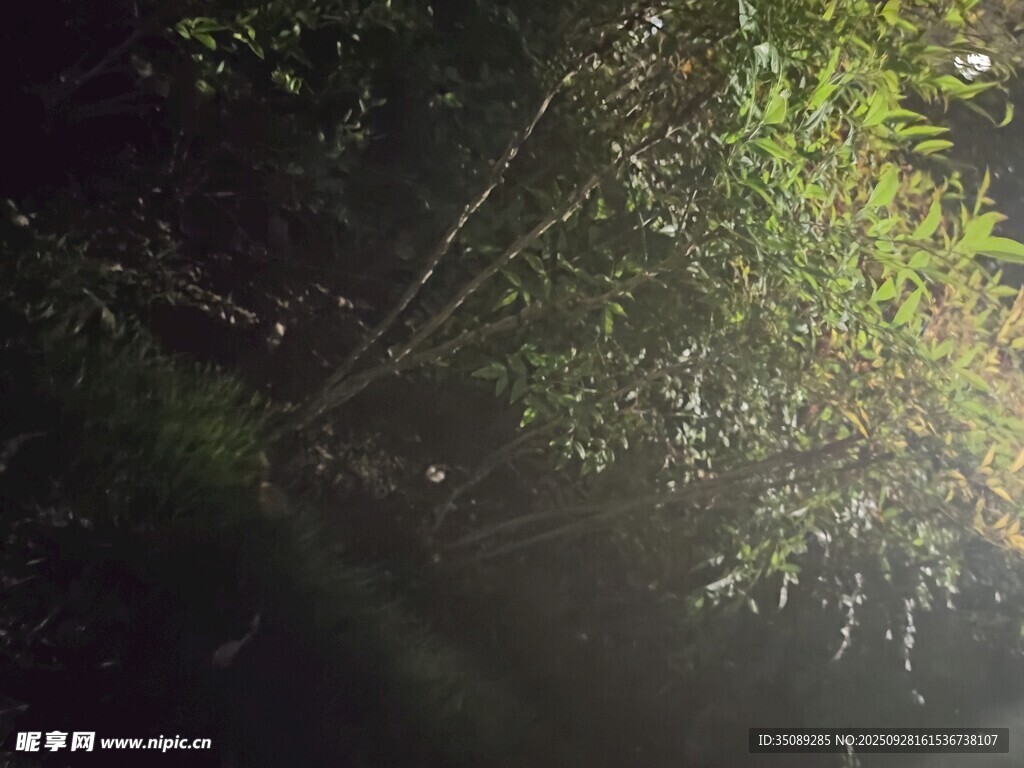林間陽光灑落的靜謐瞬間