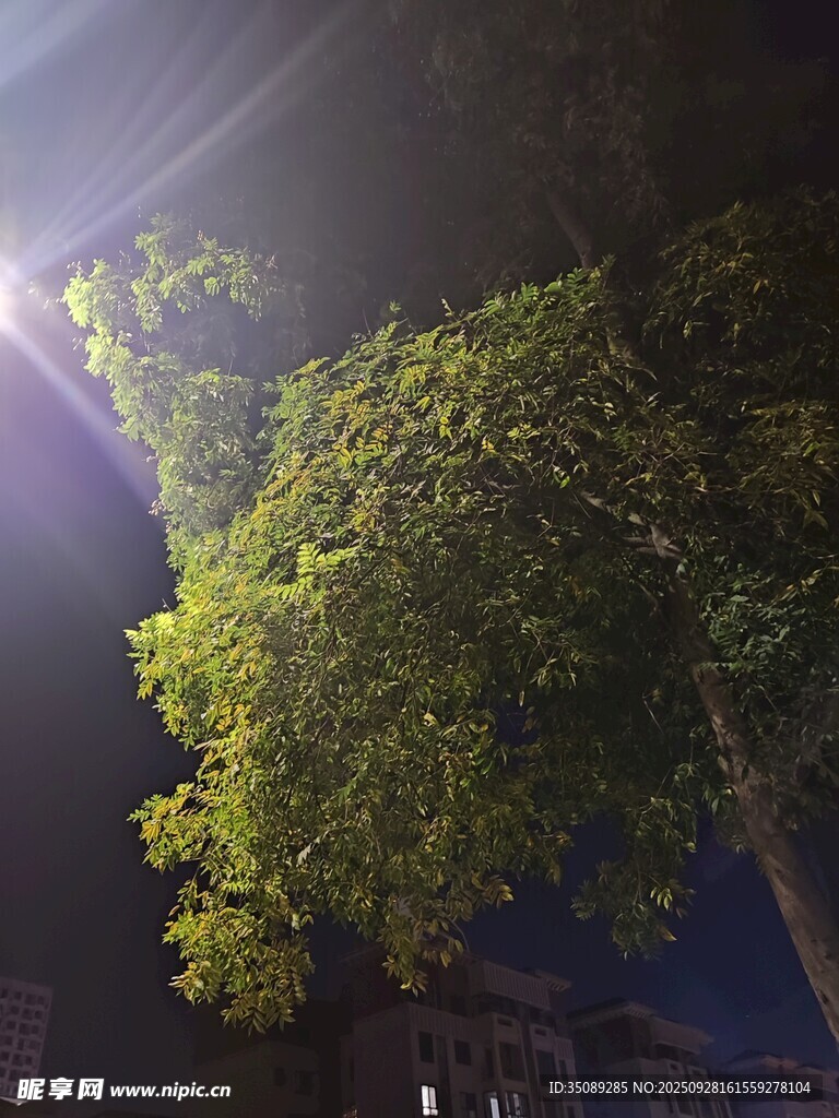 夜晚路燈下的蔥郁綠樹