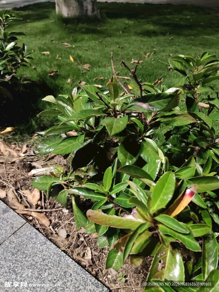 路邊翠綠繁茂的植物