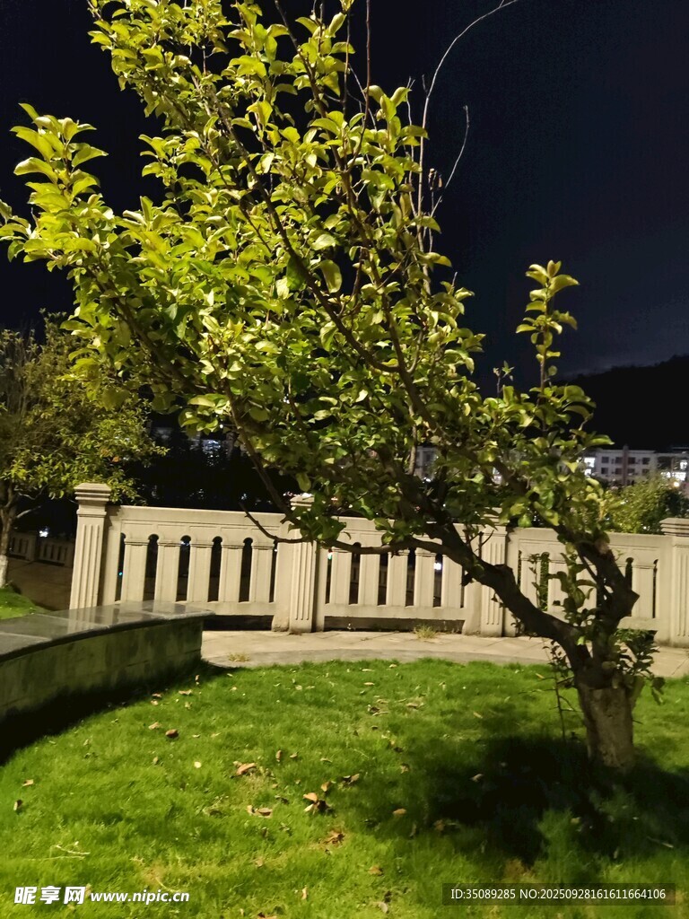夜晚庭院中的綠樹