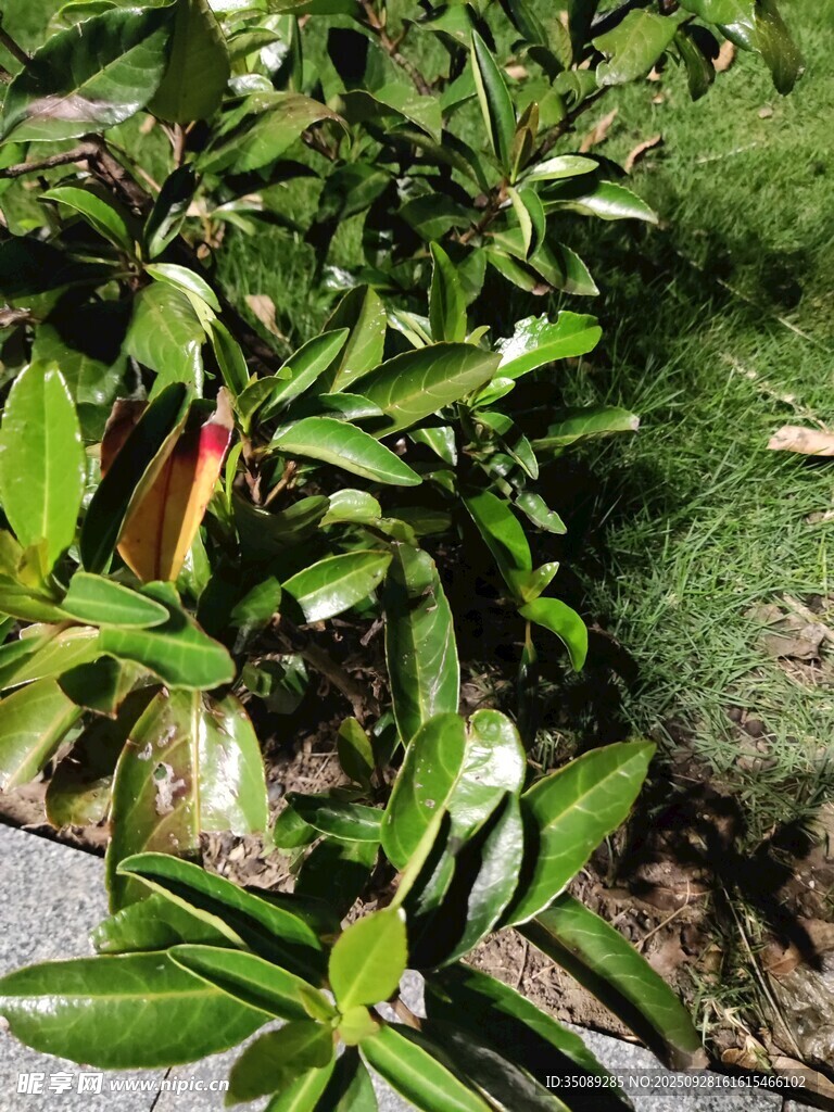綠葉叢中的艷麗花朵