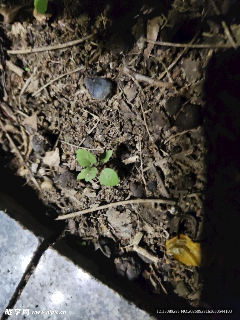 花盆中破土而出的嫩綠新芽