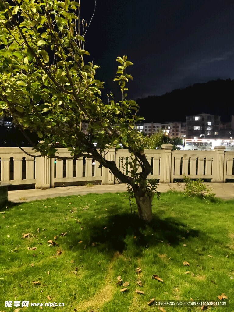 夜晚庭院中的孤獨小樹