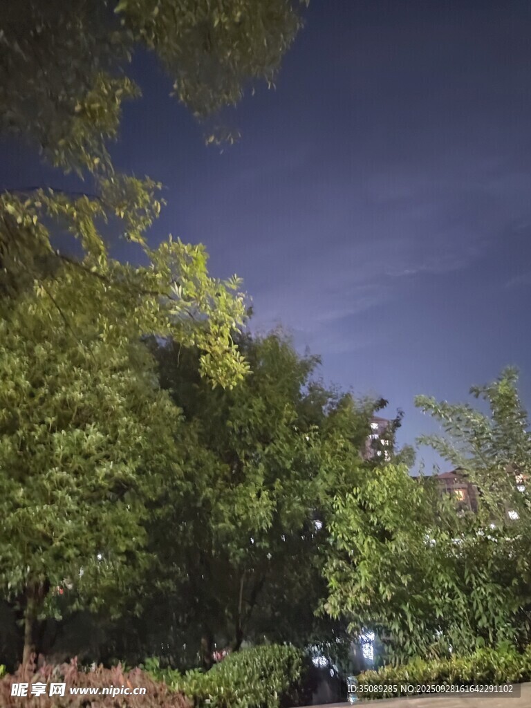 夜幕下的蔥郁樹林景觀