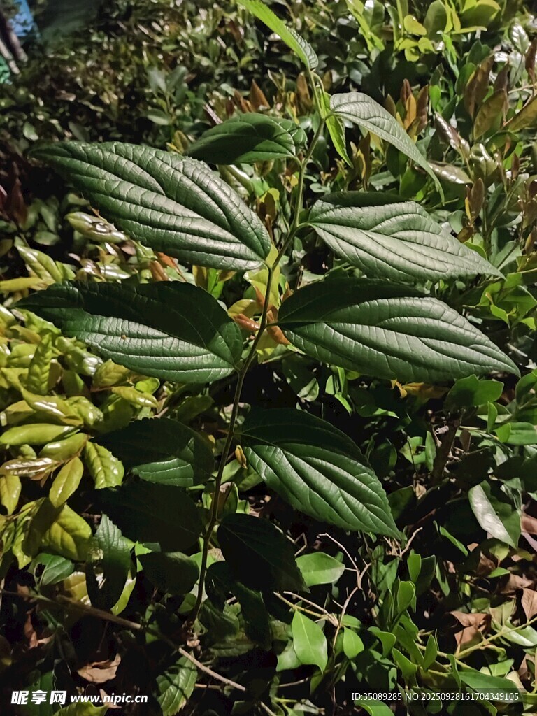 綠葉繁茂的野生植物