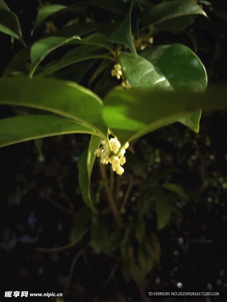 夜間綻放的清新綠植花朵