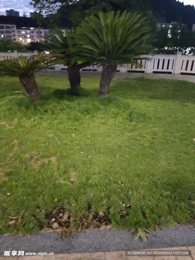 公園草坪與綠植景觀