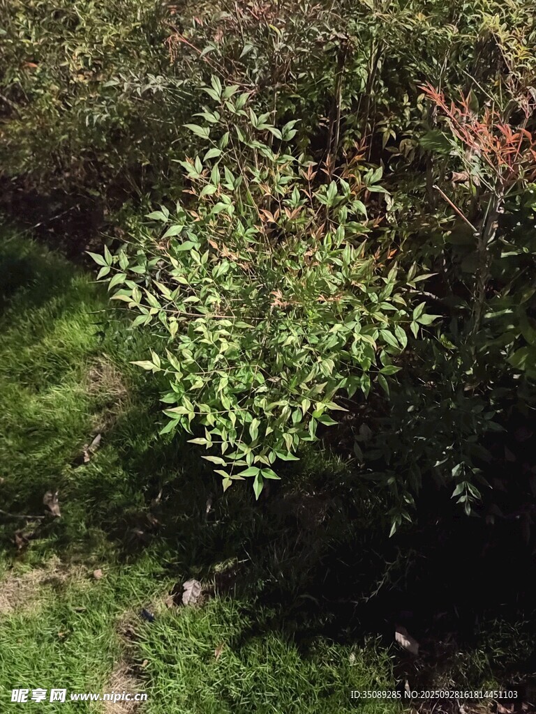 綠葉繁茂的戶外植物