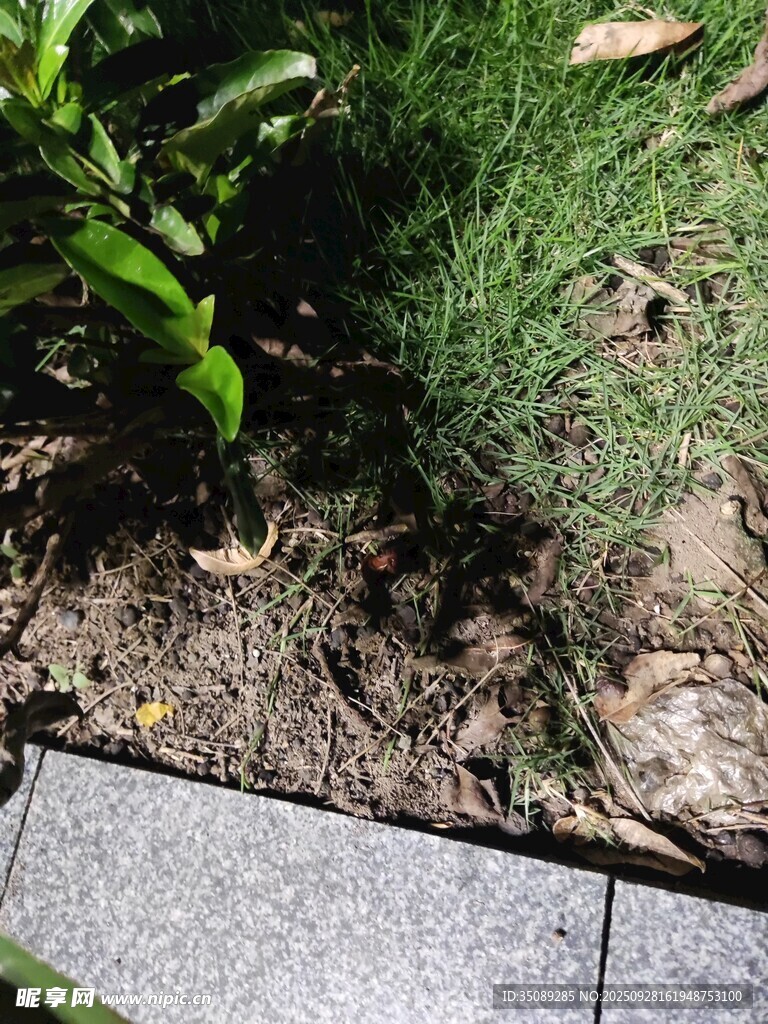 路邊綠植與裸露泥土景象