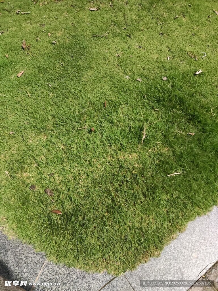 路邊翠綠草坪一角