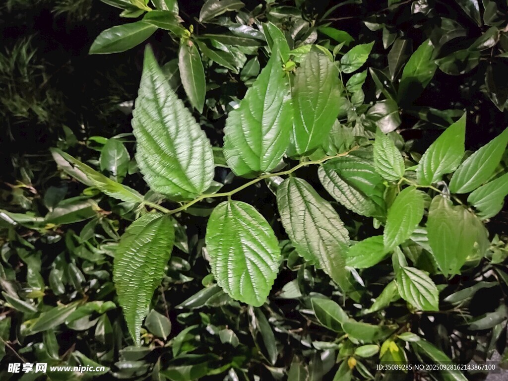 翠綠葉片植物特寫