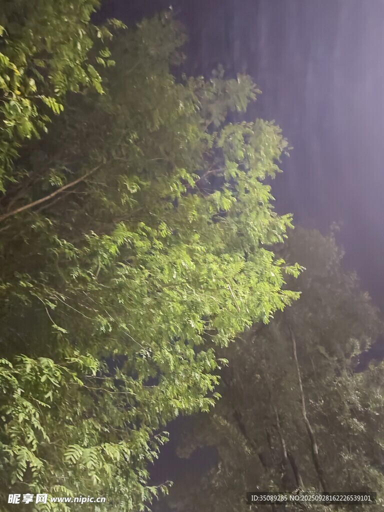 夜幕下的蔥郁樹林