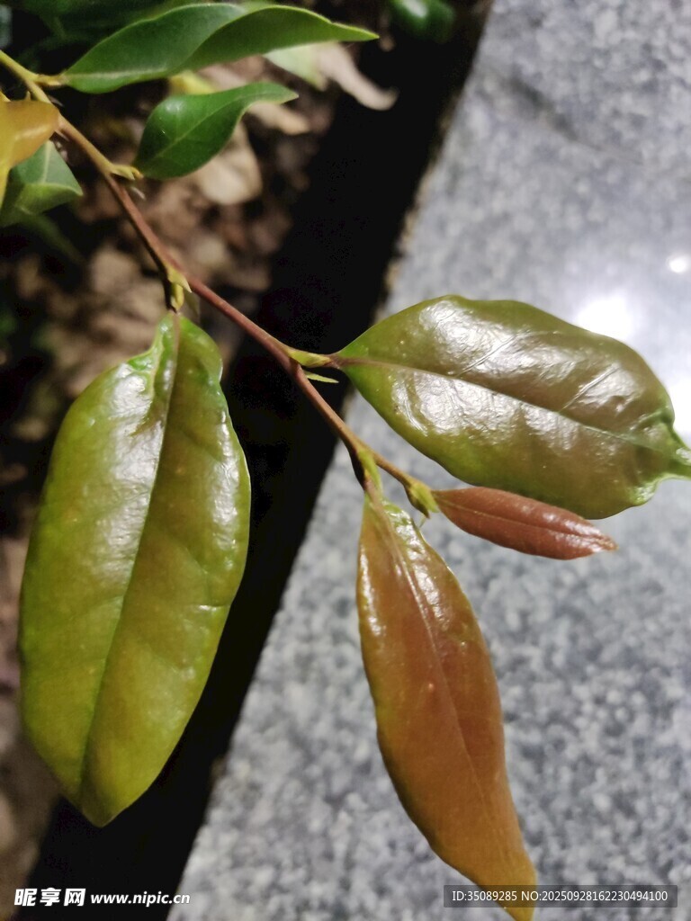 綠葉與紅葉的植物特寫