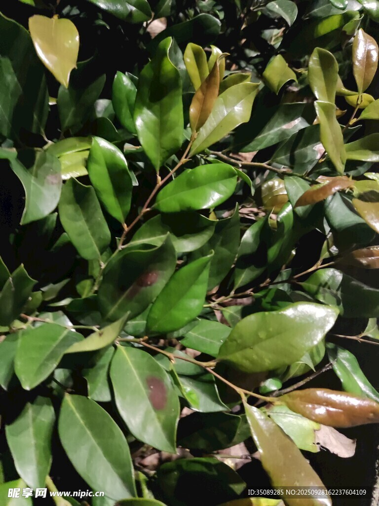 翠綠繁茂的植物葉片