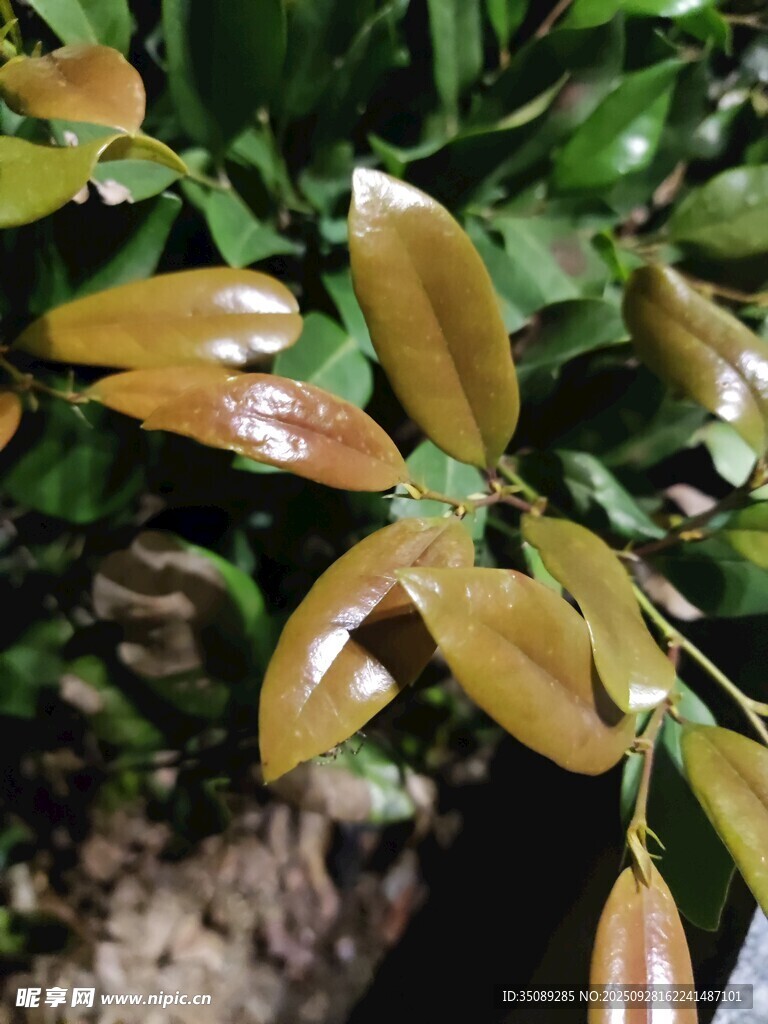 金黃葉片的綠植特寫