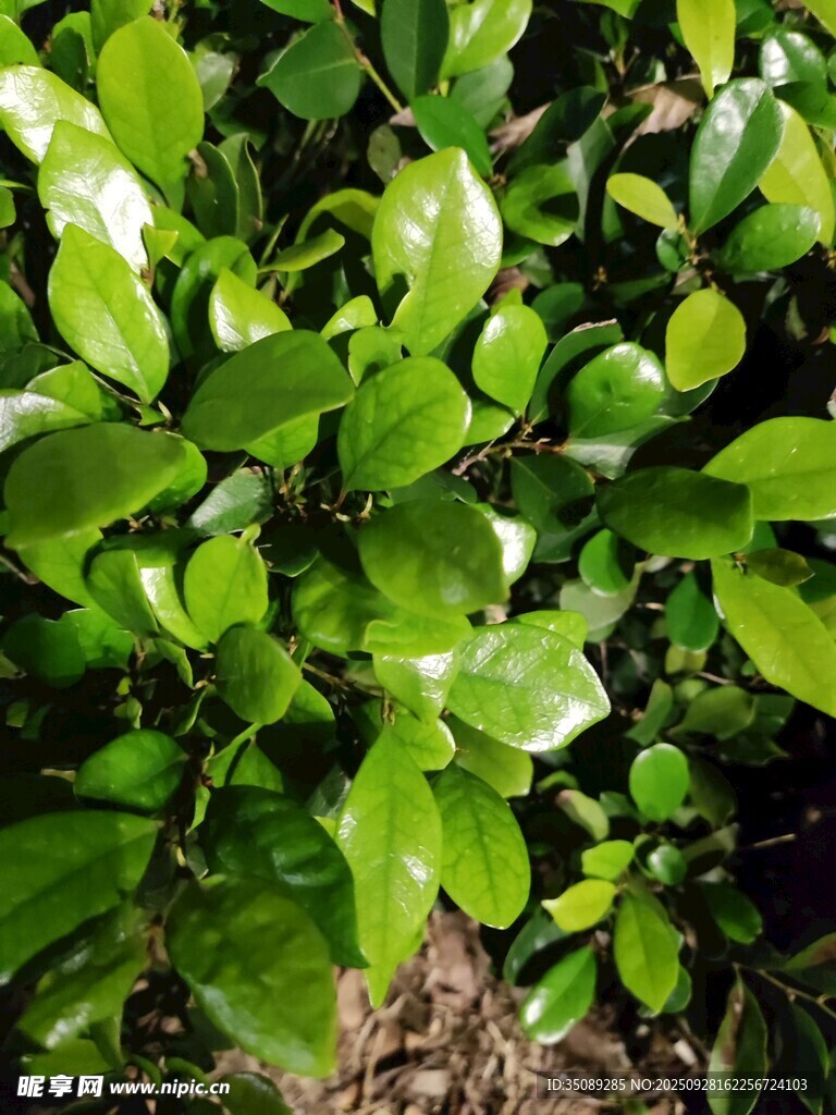 翠綠繁茂的綠葉植物