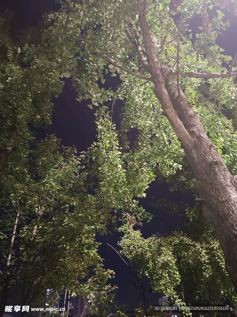 夜晚林間繁茂的綠樹