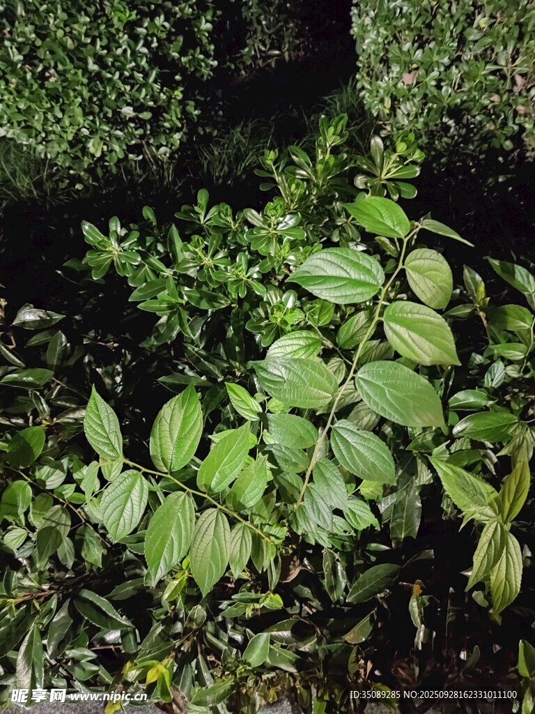 夜間綠植特寫