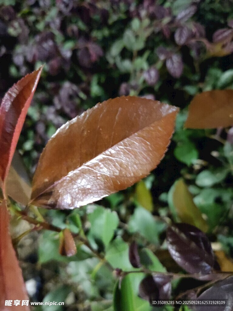 棕紅葉片特寫