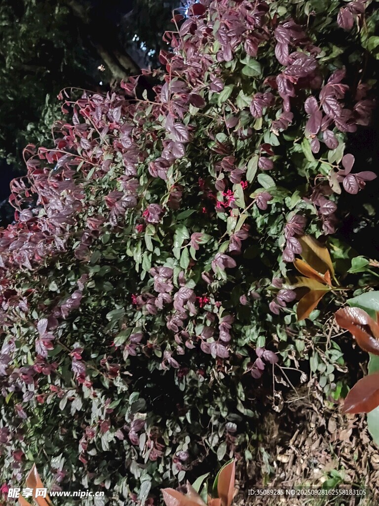 繁茂的粉紫色花卉植物