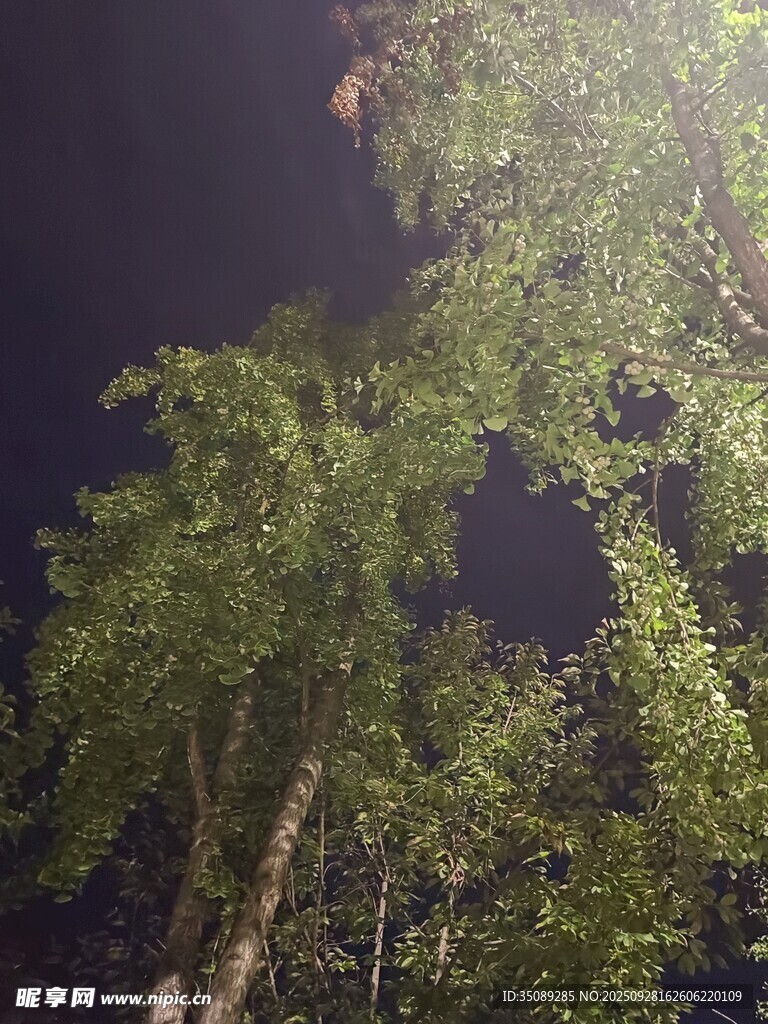 夜幕下的蔥郁樹木