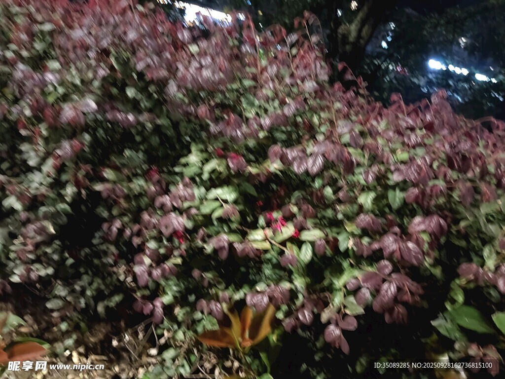 夜間綻放的絢爛花卉