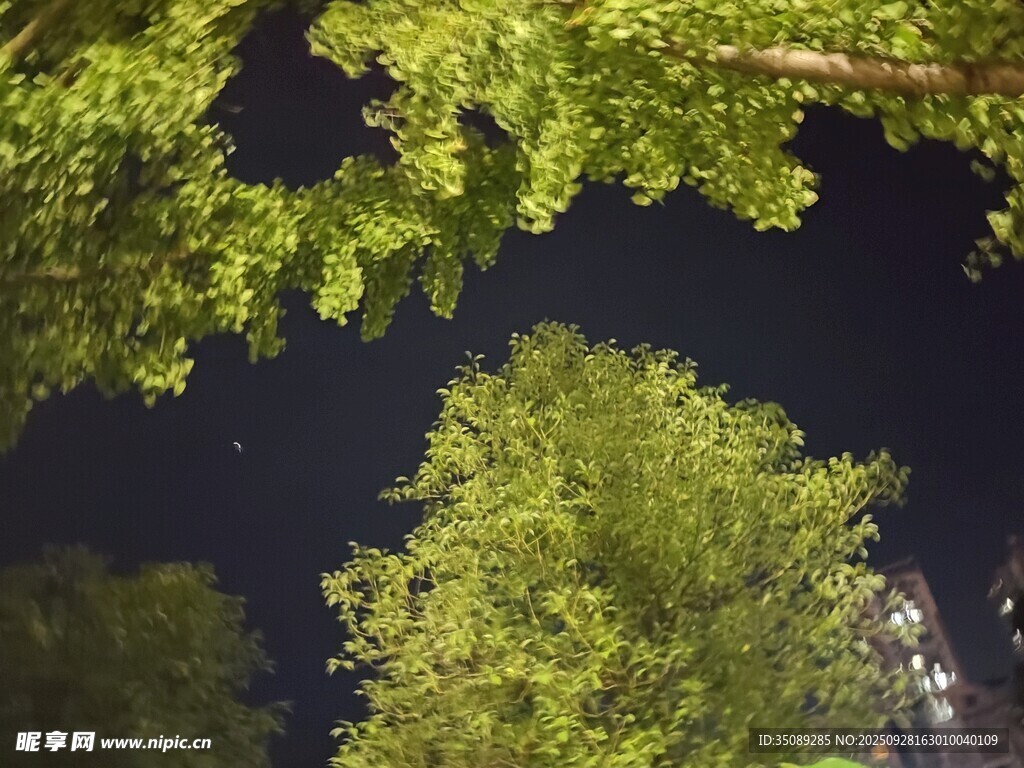 仰望夜空下的蔥郁樹(shù)木