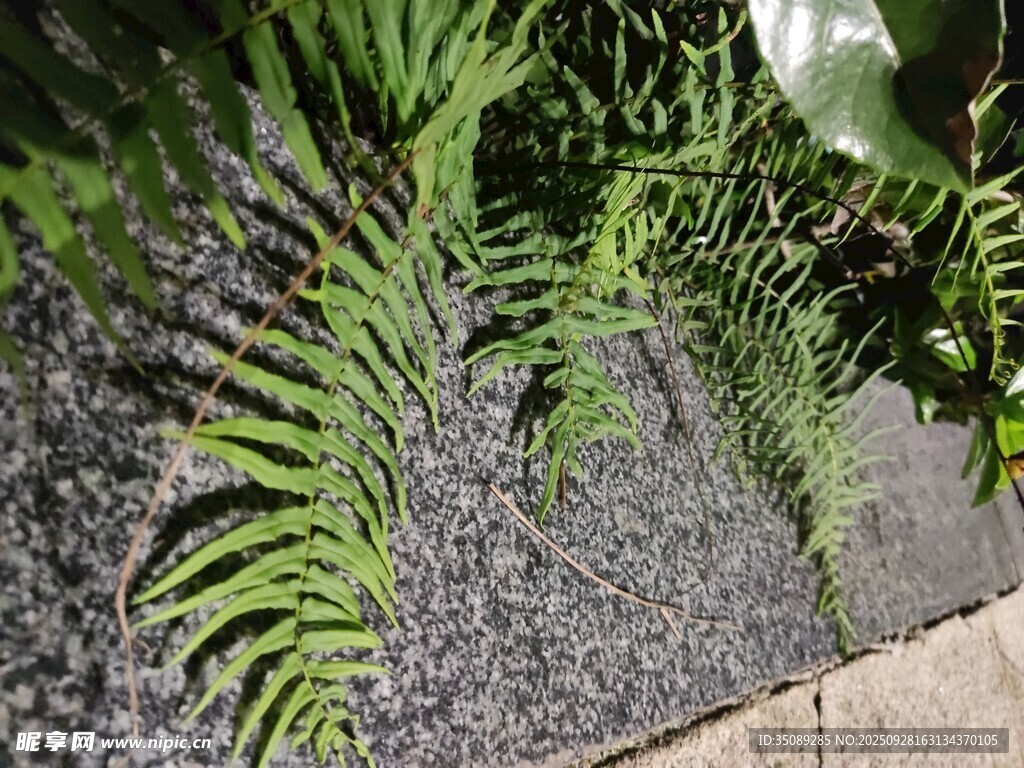 墻邊蕨類植物特寫