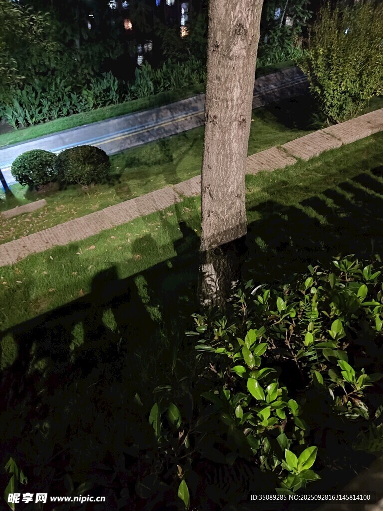 夜晚樹下綠植光影景象