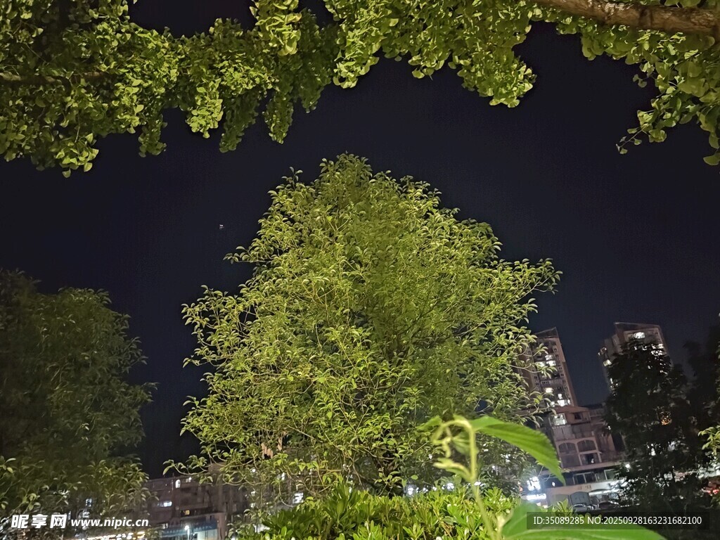 夜晚樹下景致