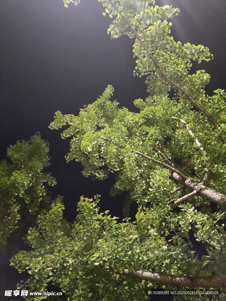 夜空中的翠綠樹(shù)梢