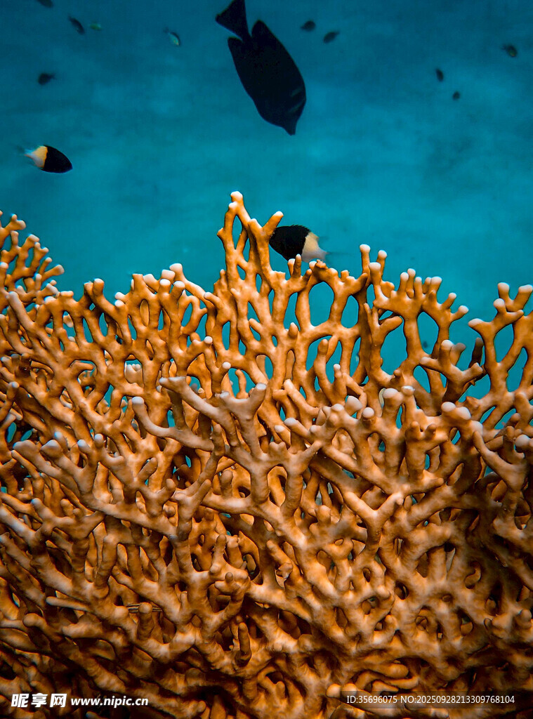海底絢爛珊瑚與游魚