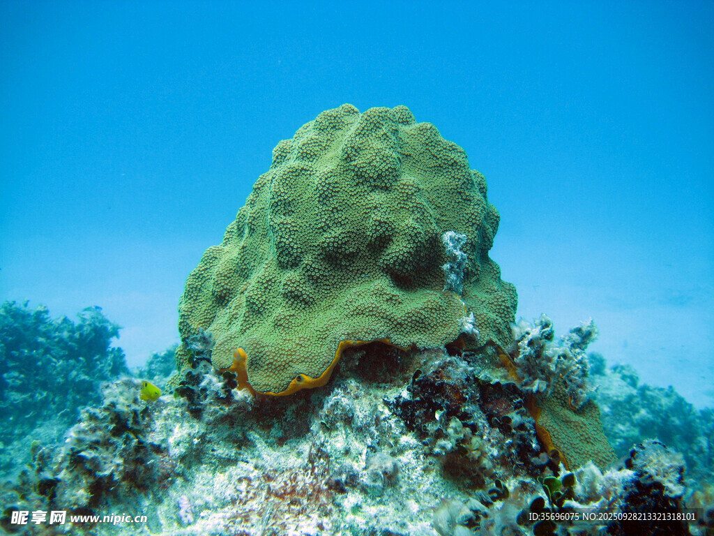 海底巨大綠色珊瑚景觀