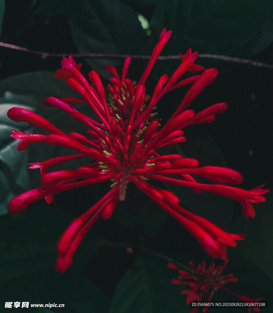 艷麗紅色海星狀花朵