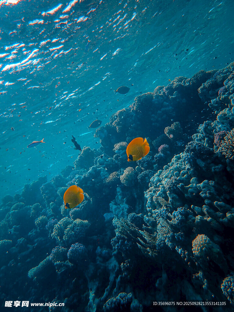 海底斑斕珊瑚與游動(dòng)魚(yú)類(lèi)