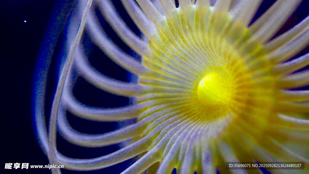夢幻黃色螺旋海葵