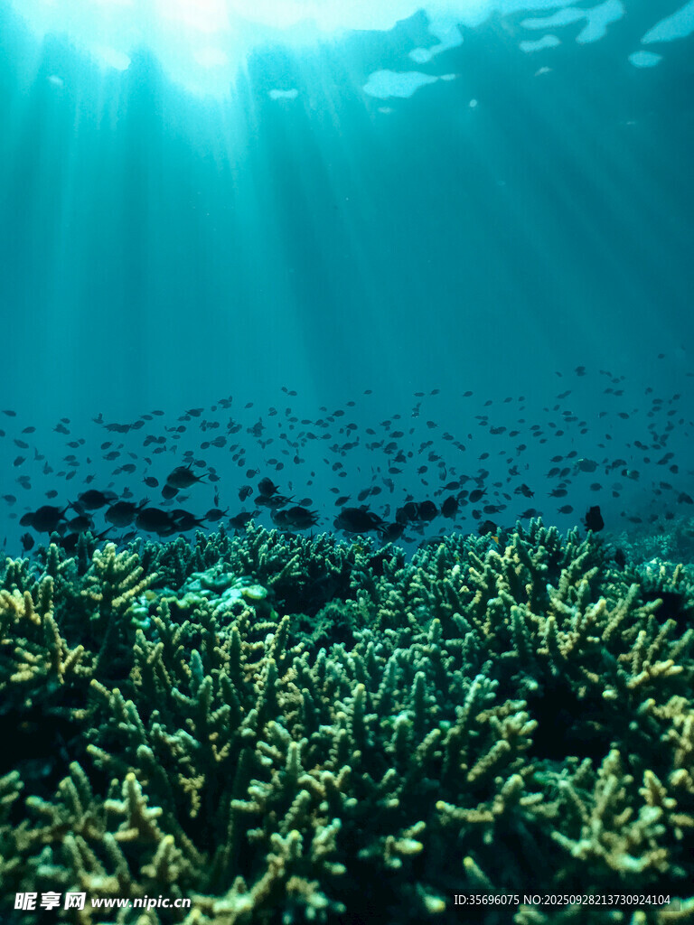 海底陽(yáng)光照耀的珊瑚景觀