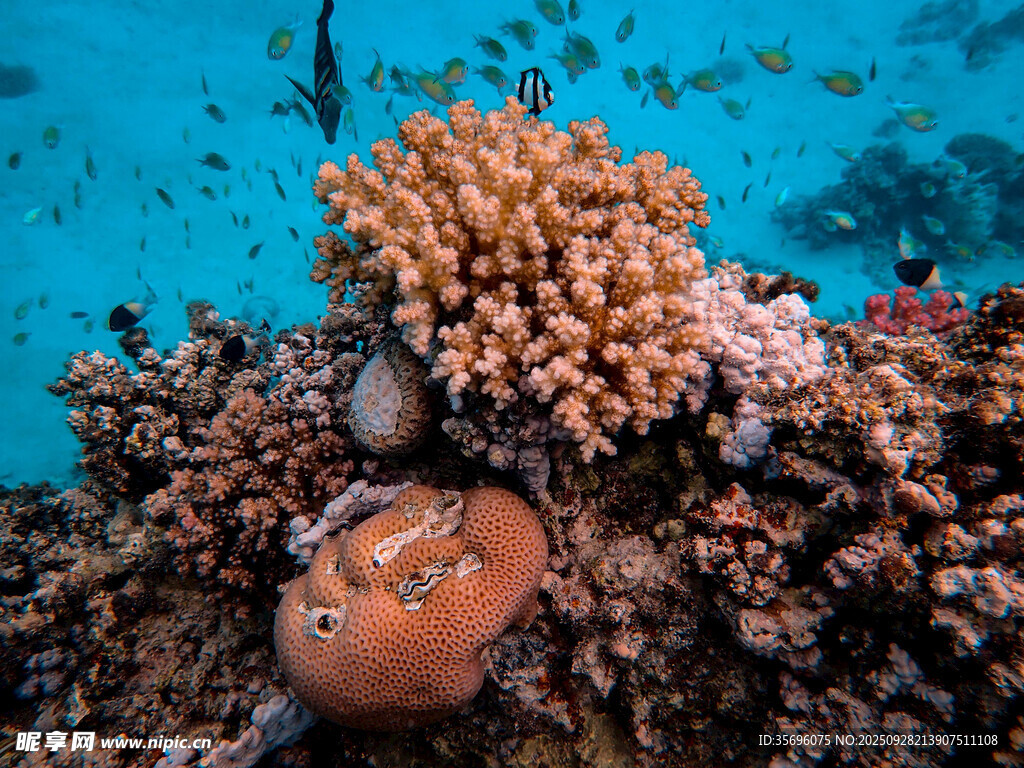 海底珊瑚與可愛小魚