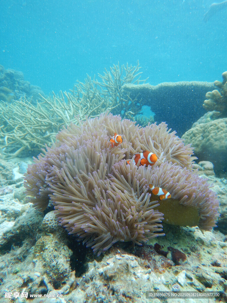 海底絢爛?？c小丑魚