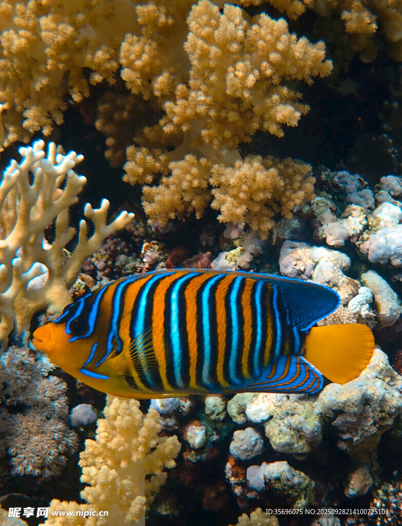 色彩斑斕的海底條紋魚