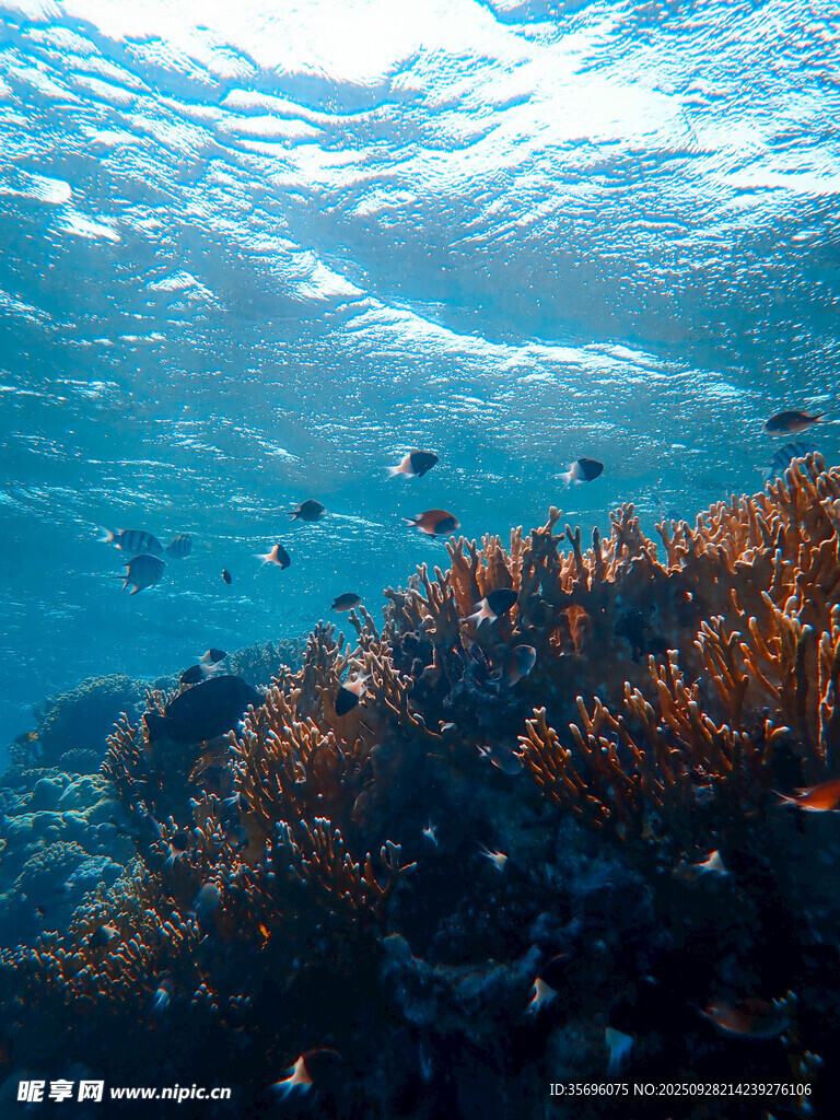 海底絢麗珊瑚與游動小魚