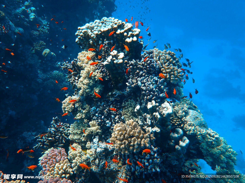 海底多彩珊瑚與游動(dòng)小魚