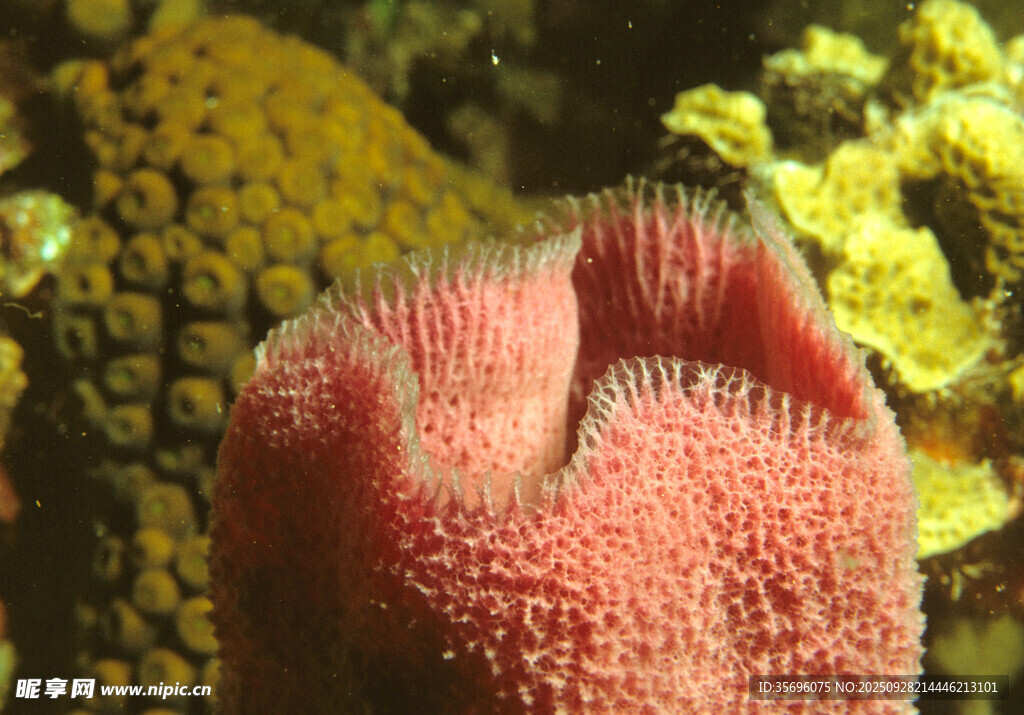 鮮艷紅珊瑚特寫