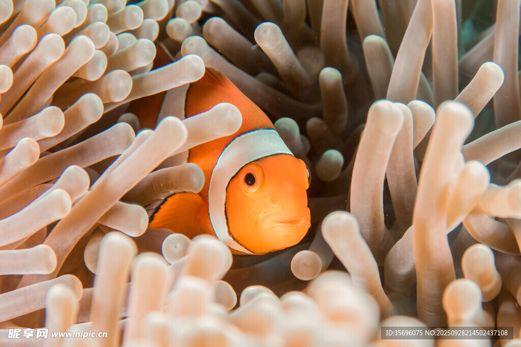 小丑魚藏身海葵中