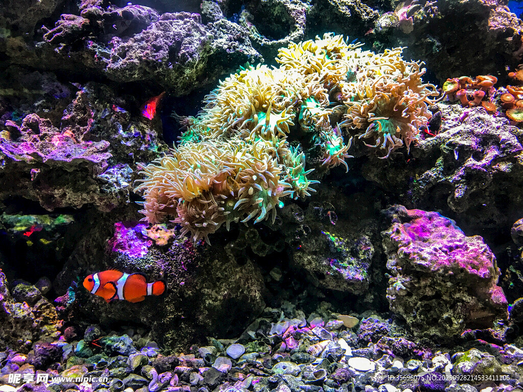 海底珊瑚與多彩小丑魚