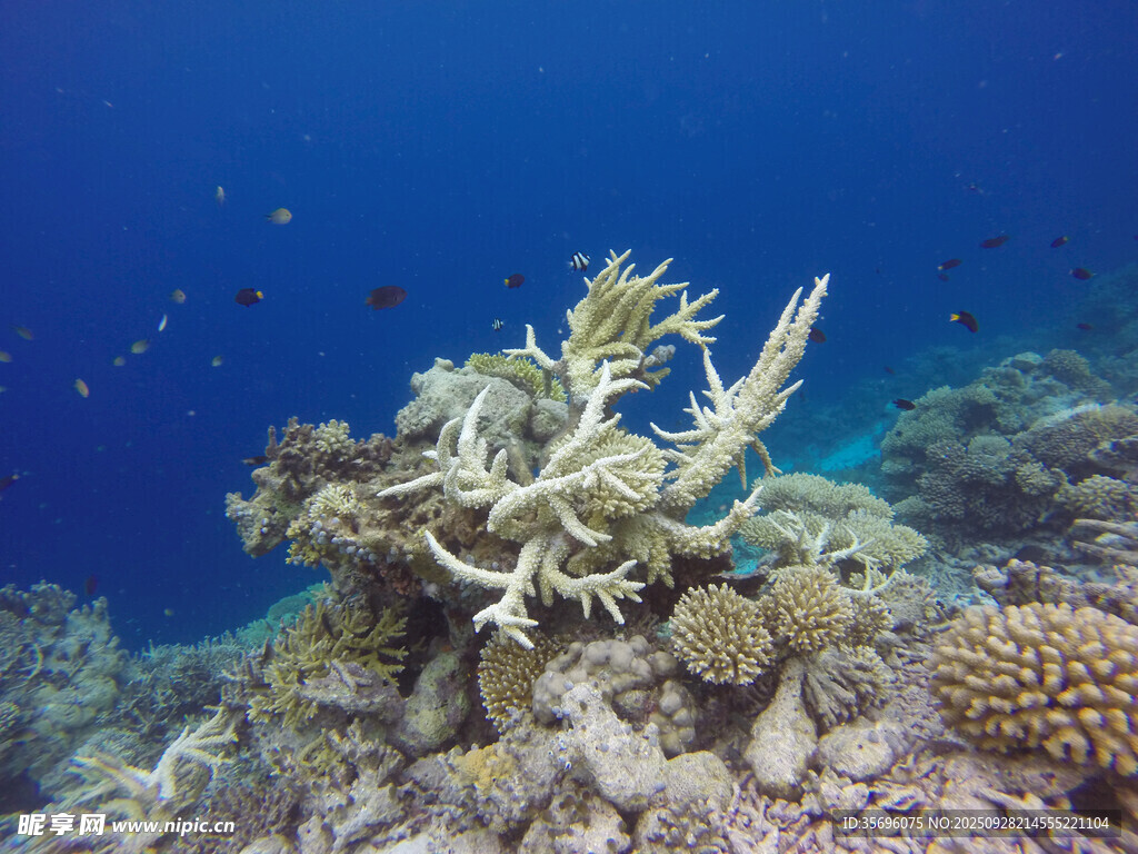 海底珊瑚景觀
