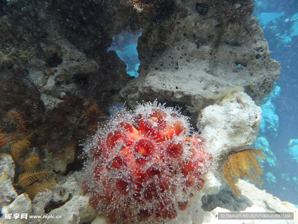 海底紅刺球海膽特寫