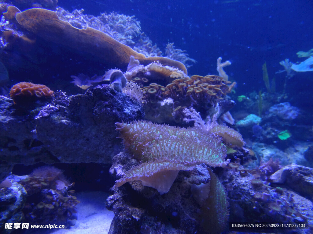 海底珊瑚景觀
