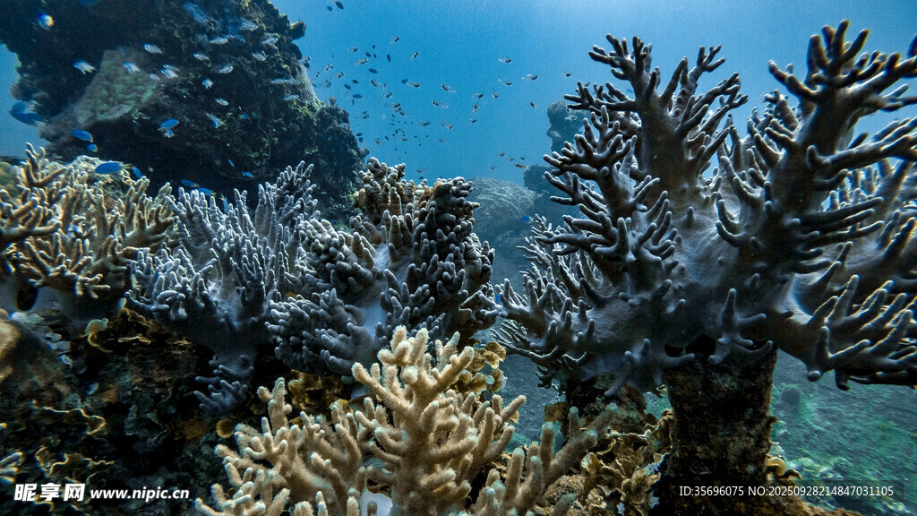 海底絢麗珊瑚景觀