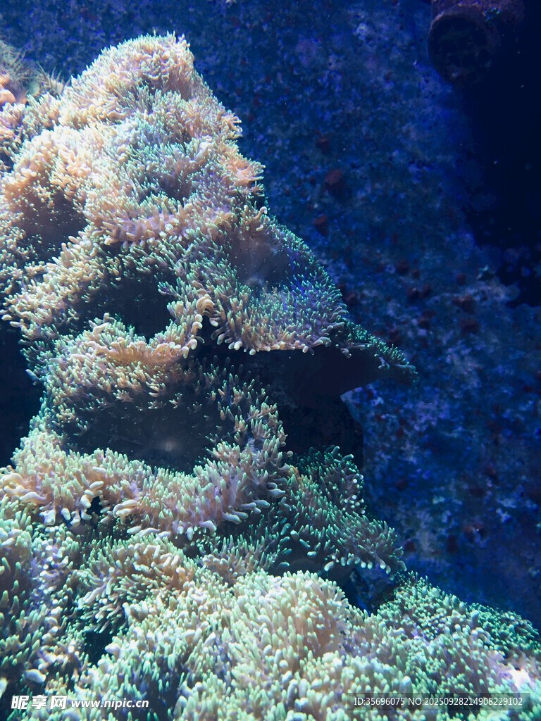 海底多彩珊瑚景觀